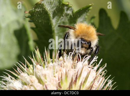 Detailed macro of a Common Carder-bee (Bombus pascuorum), seen feeding on a variety of wild flowers (over 40 images in series) Stock Photo