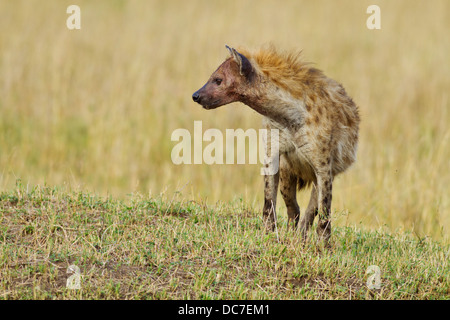 Alert Hyna in the African grassland. Stock Photo