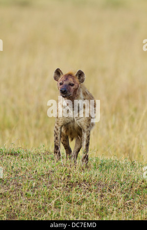 Hyna in the African grassland. Stock Photo