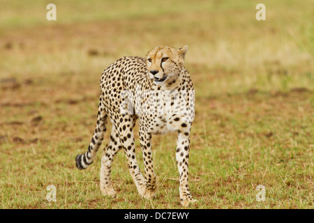 Cheetah on the move. Stock Photo