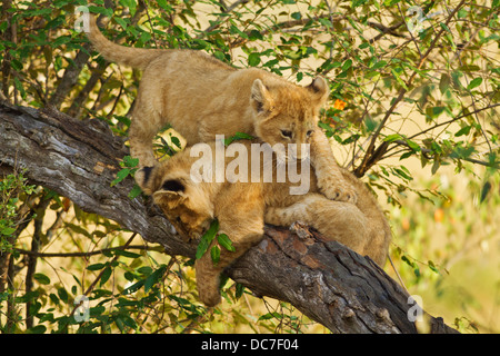 Lion cubs on the tree top. Stock Photo