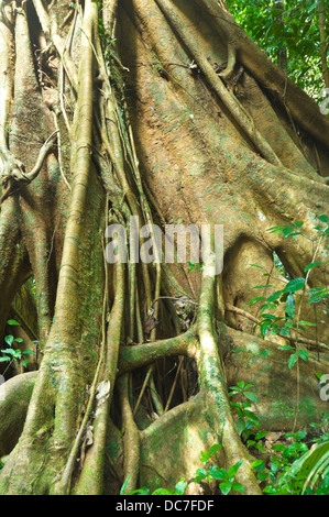 Tree with Buttress Roots, Mossman Gorge, Far North Queensland, Australia Stock Photo