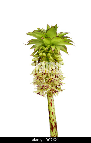 Eucomis bicolour, common name Two coloured pineapple lilly, flowers and leaves isolated against white Stock Photo