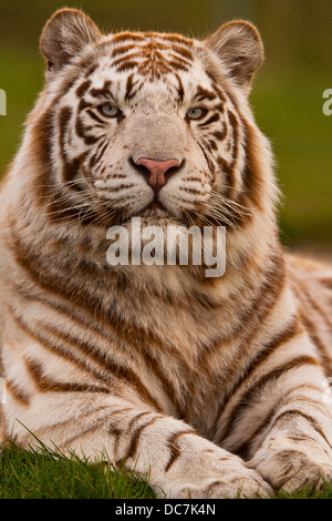 White Tiger (Panthera tigris tigris) Sitting On Grass Stock Photo