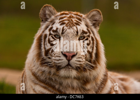 White Tiger (Panthera tigris tigris) Sitting On Grass Stock Photo