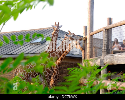 London zoo Giraffe's Stock Photo