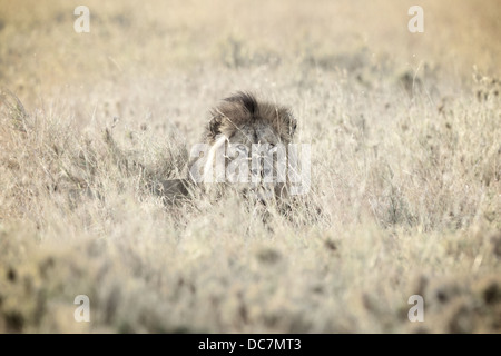 Male lion . Serengeti . Tanzania Africa. Stock Photo