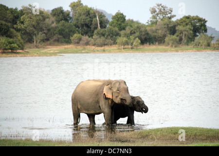 Lankesian Elephant Mother and Baby Drinking in Lake, Minneriya National Park, Sri Lanka