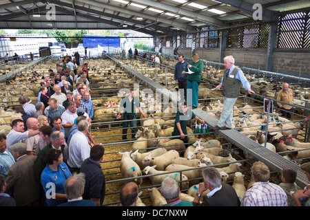 The livestock auction at Melton Market, Melton Mowbray, Leicestershire, England, U.K. Stock Photo