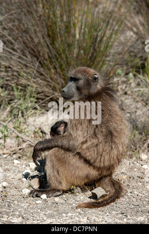 Chacma baboon (Papio cynocephalus ursinus) with young, De Hoop Nature Reserve, Western Cape, South Africa Stock Photo