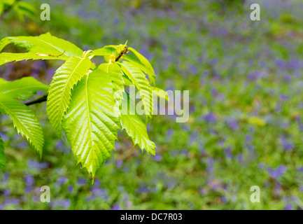 New Growth on Beech Trees with Bluebells beneath Forest of Dean Gloucestershire UK Stock Photo