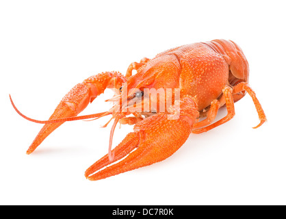 Red lobster isolated on a white background Stock Photo