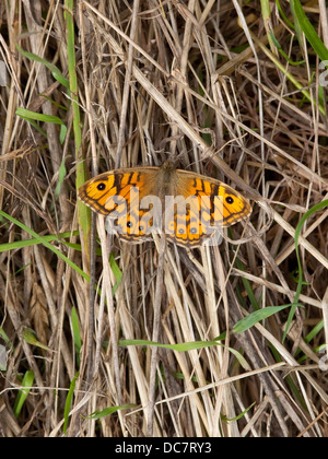 A wall brown butterfly, 'Latin name Lasiommata megera resting on dried grasses Stock Photo