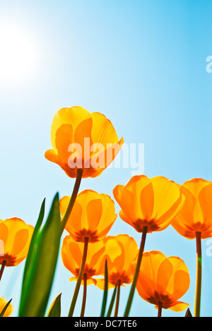 Yellow tulips over a blue sky background. Spring season background. Stock Photo