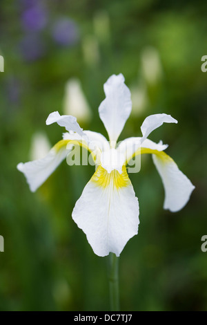 White Iris sibirica growing in an herbaceous border. Stock Photo