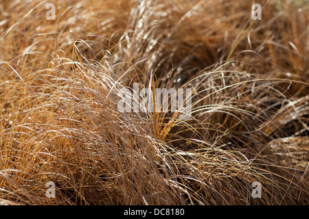 Carex 'Frosted Curls' Stock Photo