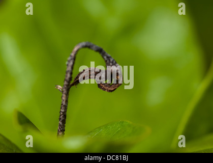 Close up, abstract, dry bud against leaves, green, vibrant, natural Stock Photo