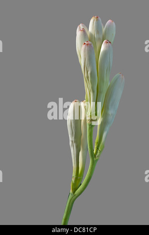 Close up White Tube rose flower isolated on gray background Stock Photo
