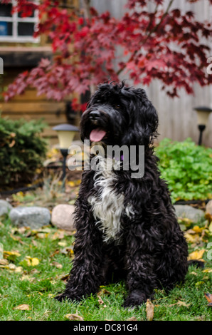 Black and White Portuguese Water Dog in a sit command. Stock Photo