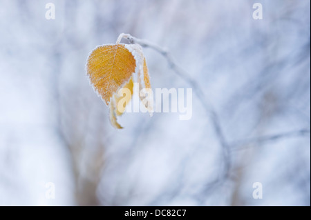 Birch tree in winter close up of Autumn leaves Stock Photo