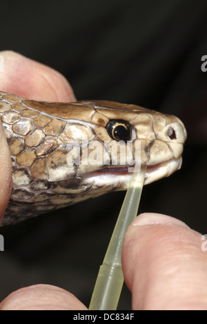 The eastern brown snake Pseudonaja textilis often referred to as the common brown snake being milked for venom Stock Photo