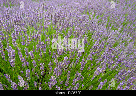 Norfolk Lavender fields producing lovely scent and purple and lilac haze Stock Photo