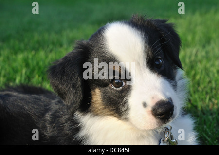 Australian Shepherd dog puppy Stock Photo