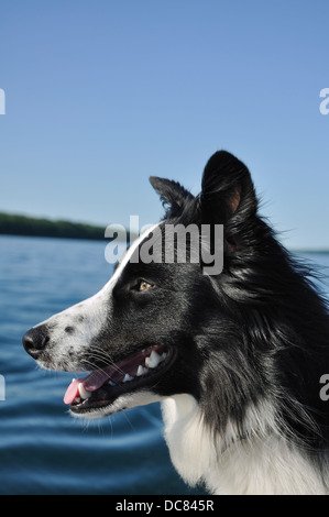Profile of Black and White Dog (Border Collie & Australian Shepherd mix) Stock Photo