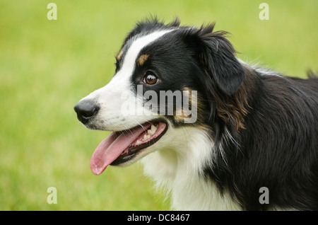 Dog. Black Tricolor Australian Shepherd (Aussie) Dog, collie Stock Photo
