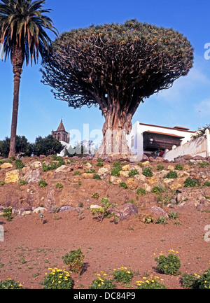 The Dragon Tree with the San Marcos church bell tower to the rear, Icod de los Vinos, Tenerife, Canary Islands, Spain. Stock Photo