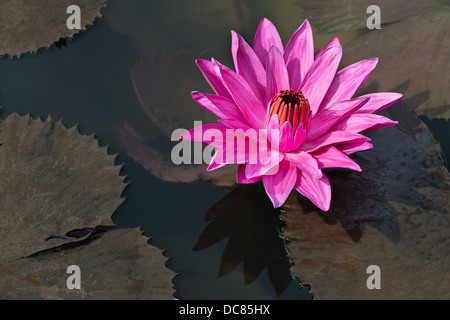 Flower fuchsia-colored Nymphaea nouchali star lotus or water lily in water pond Stock Photo