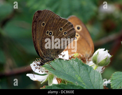 Macro image of a brown Ringlet (Aphantopus hyperantus) butterfly foraging on a flower with another in the background Stock Photo