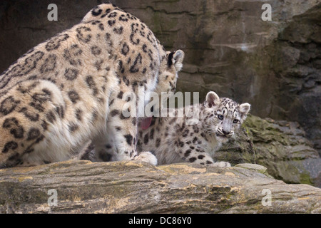 Snow Leopard cub, 14 weeks old Stock Photo