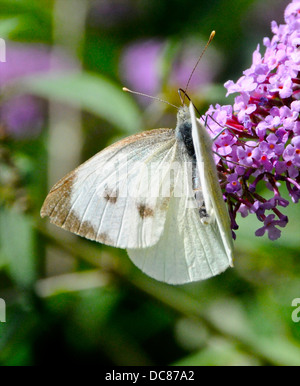 Small White cabbage white butterfly (Pieris rapae) Stock Photo