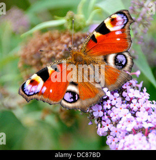 Peacock butterfly, European Peacock (Inachis io, Nymphalis io, Aglais ...