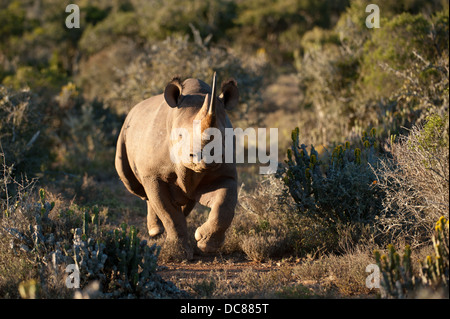 Black rhinoceros (Diceros bicornis) charging, Kwandwe Game Reserve, South Africa