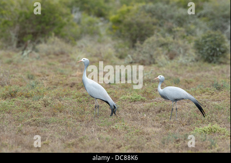 Blue Crane pair (Anthropoides paradiseus), Kwandwe Game Reserve, South Africa Stock Photo