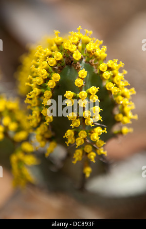Euphorbia sp., Kwandwe Game Reserve, South Africa Stock Photo