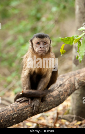 Weeper Capuchin (Cebus olivaceus), Monkeyland, Plettenberg Bay, South Africa