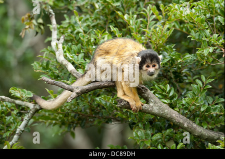 Squirrel Monkey (Saimiri boliviensis), Monkeyland, Plettenberg Bay, South Africa Stock Photo