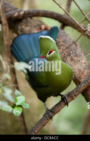 Knysna Turaco, Tauraco corythaix, Birds of Eden, Plettenberg Bay, South Africa Stock Photo