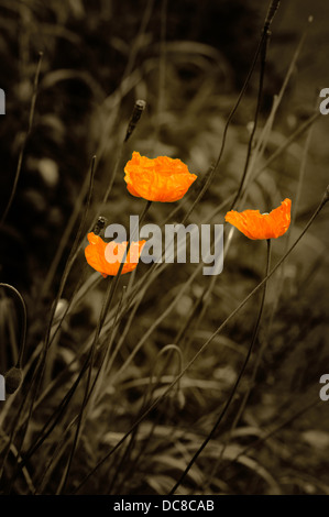 Orange Poppies - Vintage look and feel Stock Photo