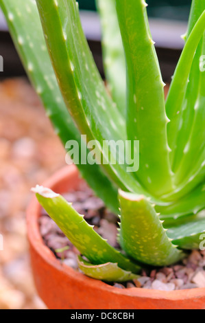 Aloe Vera potted plant