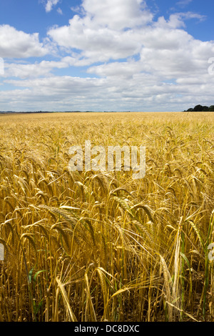 Barley field Stock Photo