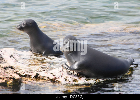 The Baikal seal or nerpa (Phoca sibirica) is a species of earless seal endemic to Lake Baikal in Siberia. Stock Photo