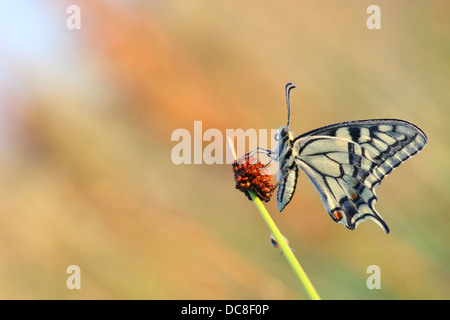 Swallowtail butterfly (Papilio machaon) covered in dew sitting on a grass stem. Europe Stock Photo