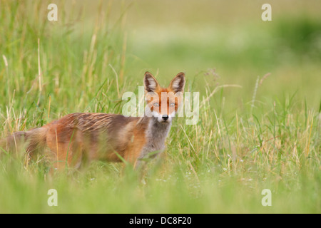 Adult Red fox (Vulpes vulpes) at the meadow. Stock Photo