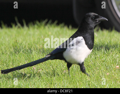 Common magpie (pica pica) foraging on the ground. Stock Photo