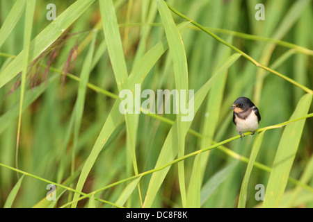 Barn Swallow (Hirundo rustica) resting in reed. Stock Photo