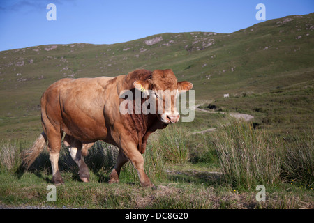 Scottish Devon bull roaming open countryside on the Isle of Skye, Scotland, UK Stock Photo